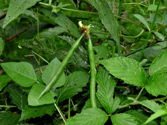 {Strophostyles helvola}